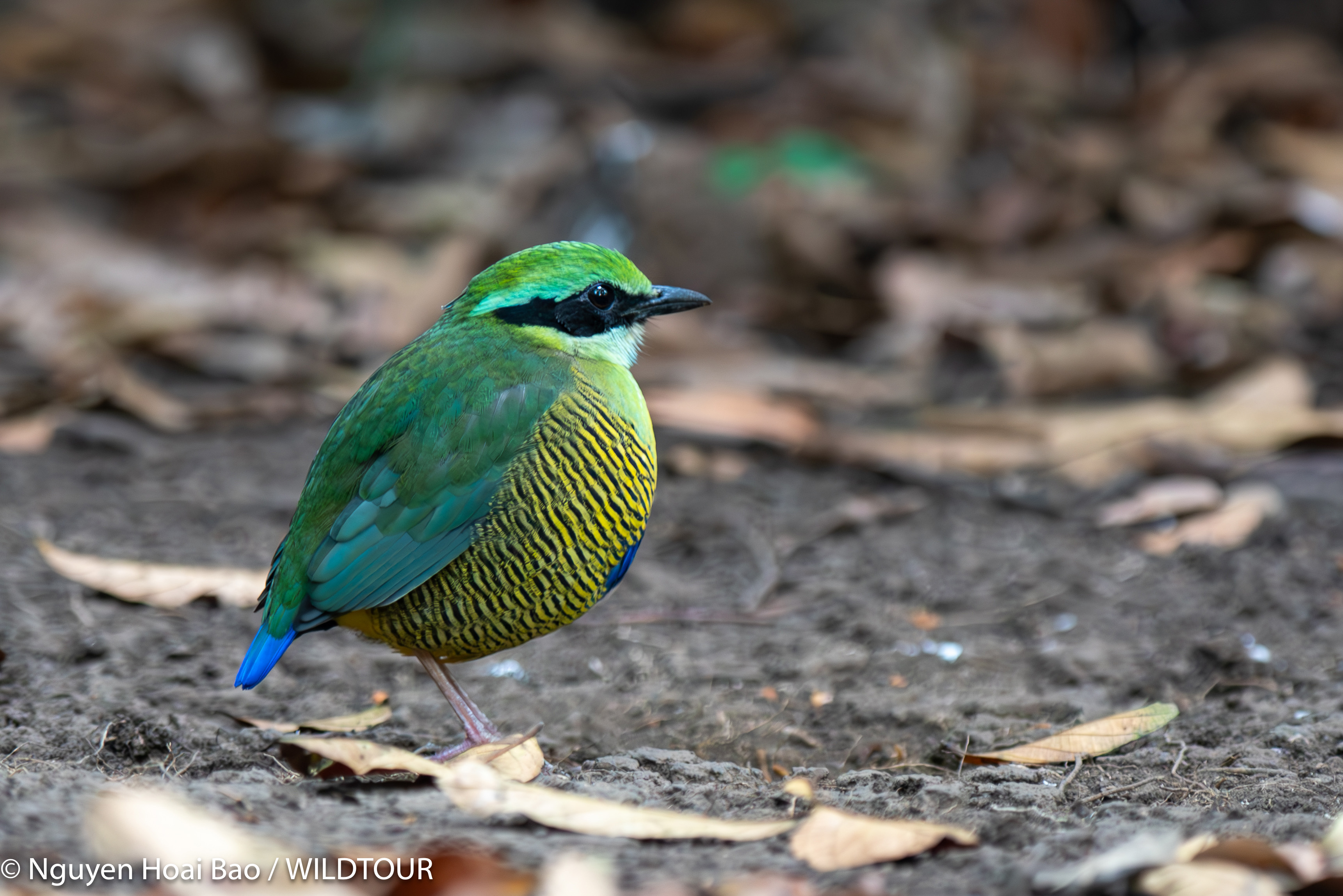 Bar-bellied Pitta